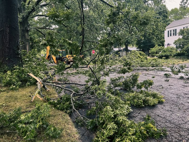 Storm Damage Tree
