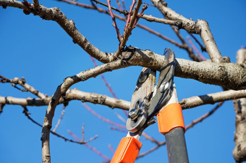 Peach Tree Pruning in Reno, NV