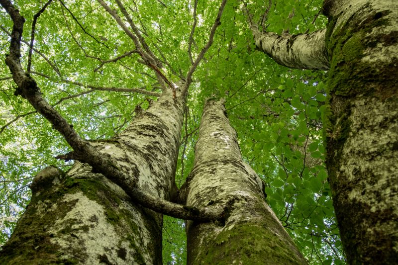 Tree Trimming Inside the Canopy