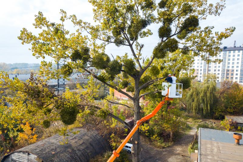 Tree Topping in Winter