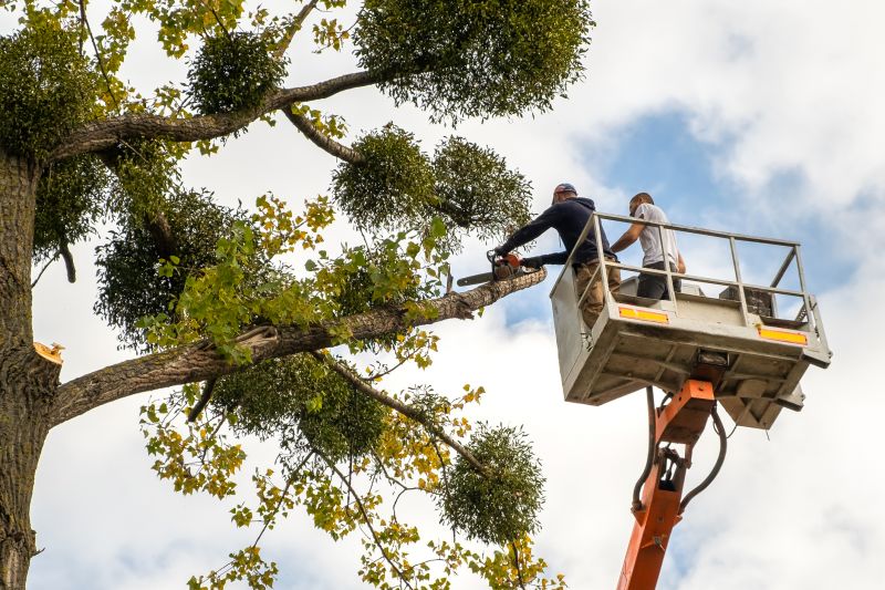 Tree Topping Service