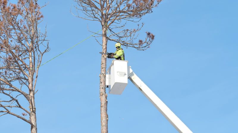 Tree Topping Service