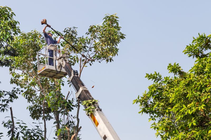 Tree Topping Service