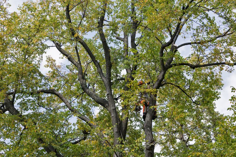 Climbing Tree for Trimming