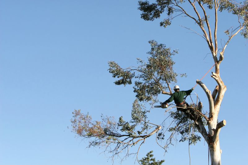 Arborist with Chainsaw