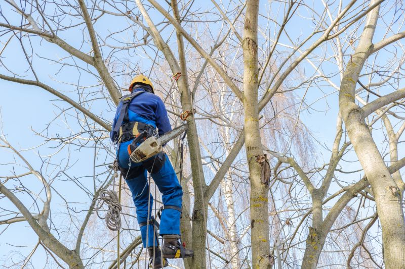 Tree Pruning from Ground