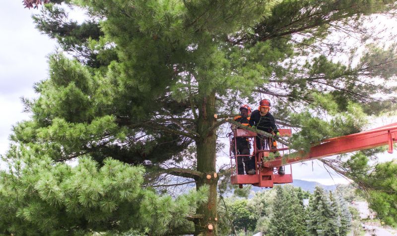 Local Tree Topping Service pros at work