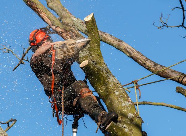 Grow your Tree Topping Service business